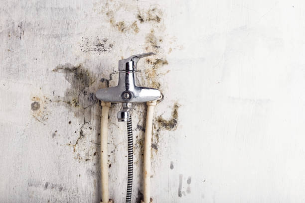 Best Best Mold Removal Companies  in Jefferson, MD