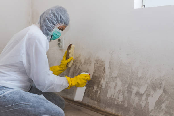 Certified Mold Removal in Jefferson, MD