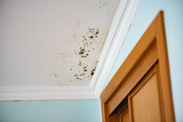 Professional Mold Removal in Jefferson, MD