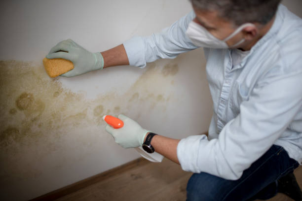 Best Mold Remediation Experts  in Jefferson, MD