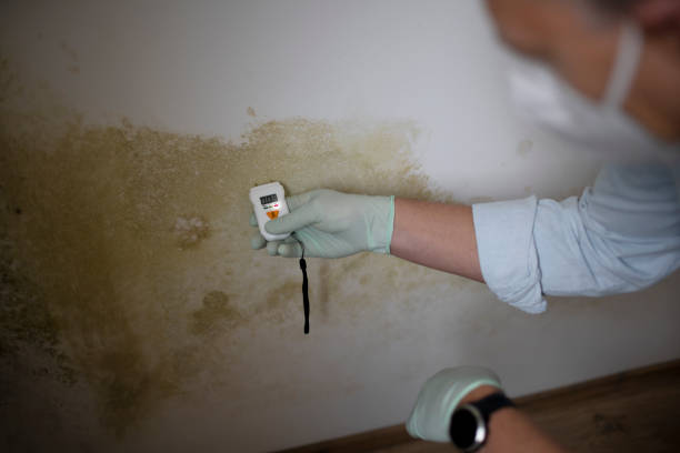 Mold Removal Process in Jefferson, MD
