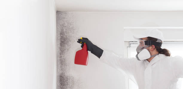 Certified Mold Removal in Jefferson, MD