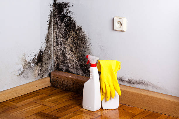 Best Attic Mold Removal  in Jefferson, MD