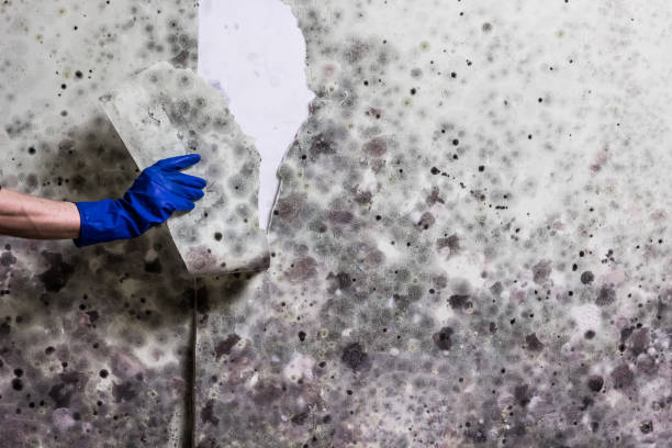 Best Mold Testing  in Jefferson, MD