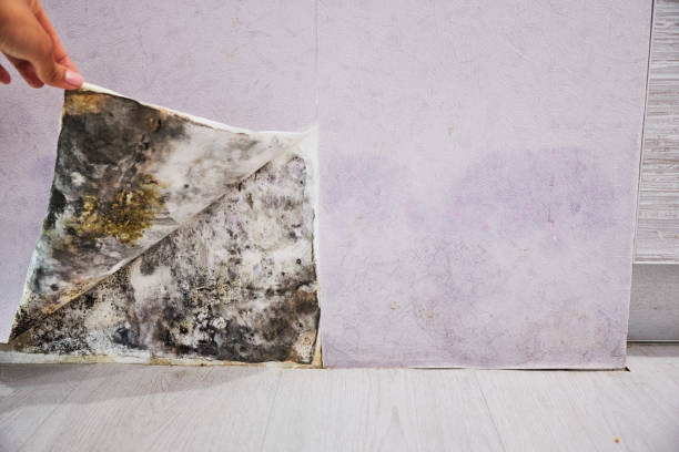 Best Mold Removal Company Near Me  in Jefferson, MD